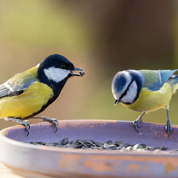 landflair einstieg themen TIERLIEBE wildvogel 600x600